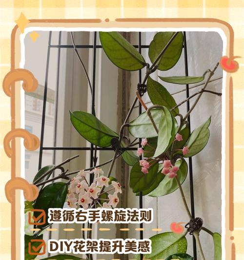 球兰的水培养殖方法（简单易行的球兰水培方法，让你轻松拥有美丽的植物）