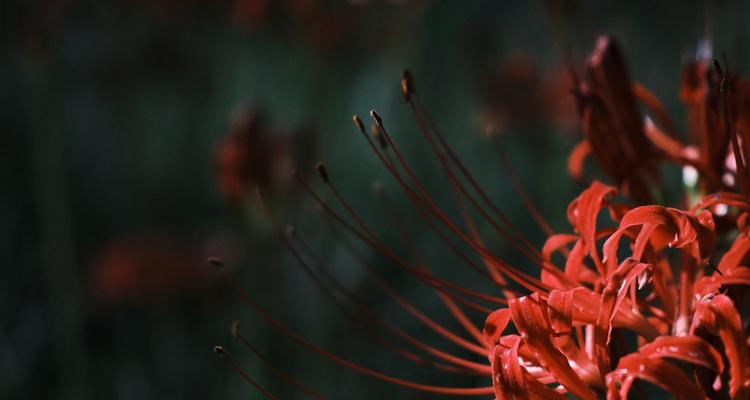 探寻彼岸花的生长环境（揭秘彼岸花生长的天然之境）