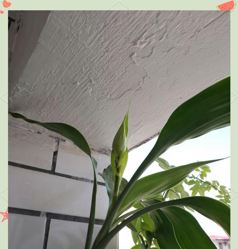 水养富贵竹烂根拯救方法（如何有效防止富贵竹烂根，拯救已经烂根的富贵竹）