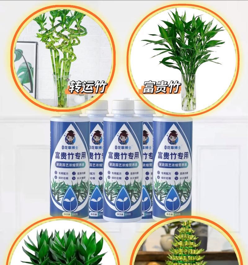 水养富贵竹烂根拯救方法（如何有效防止富贵竹烂根，拯救已经烂根的富贵竹）