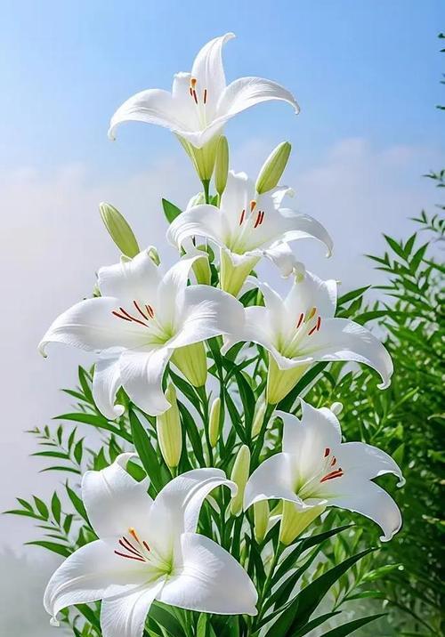 白百合花花语之美——淡雅高贵的花卉之王（探寻白百合花的花语之美）