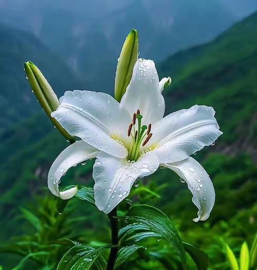 白百合花花语之美——淡雅高贵的花卉之王（探寻白百合花的花语之美）