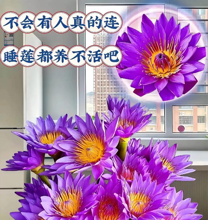 睡莲开花的美丽寓意（水中花开意境动人）