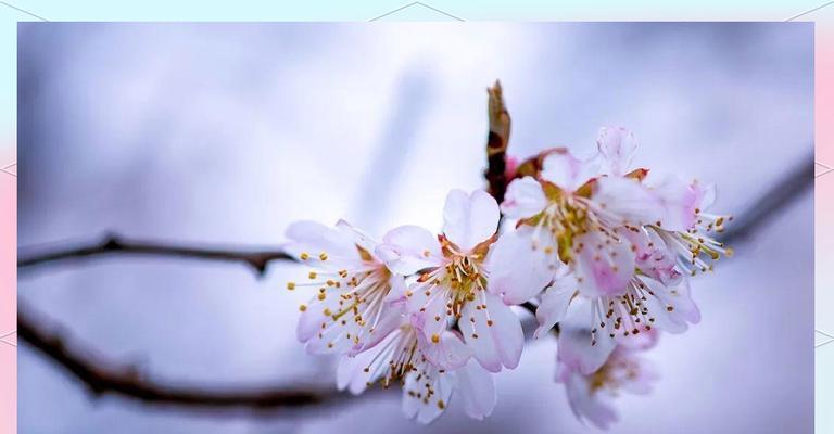 樱桃花的美丽与寓意（探索樱桃花的象征意义，品味春天的绚丽）
