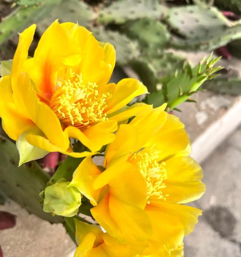 迷茫中的孤独花园（寻找答案的路上，孤独绽放的花朵）