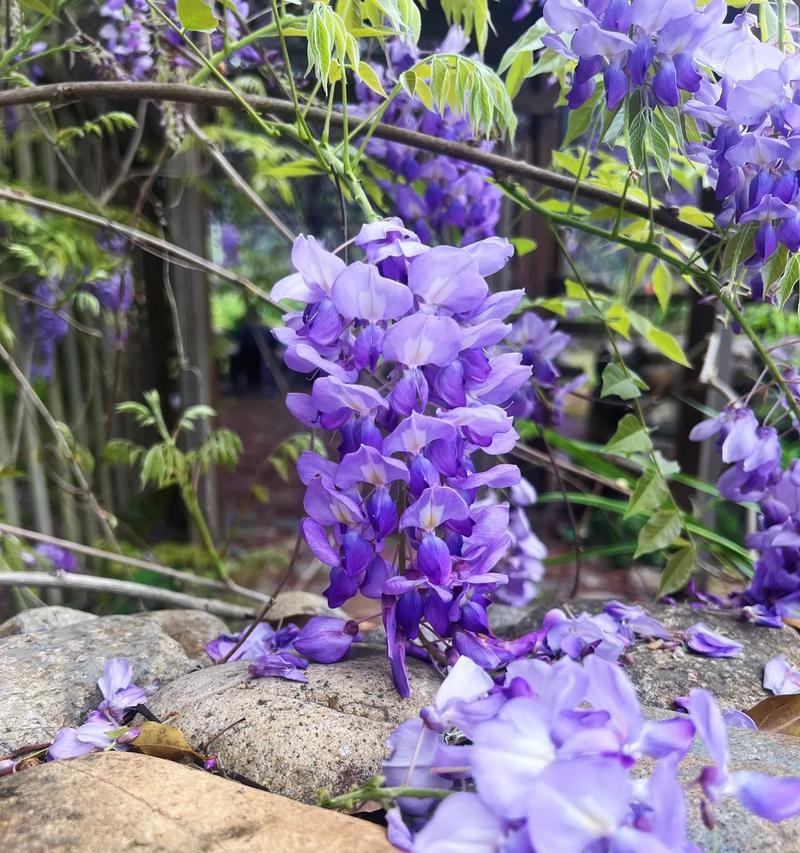 紫藤花的花语（探寻紫藤花所代表的寓意，一窥其美丽的象征意义）