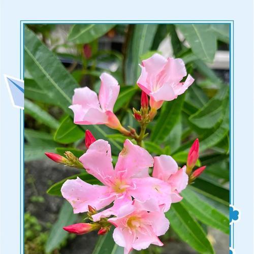 夹竹桃的花语和传说（揭开夹竹桃花背后的花语之谜）