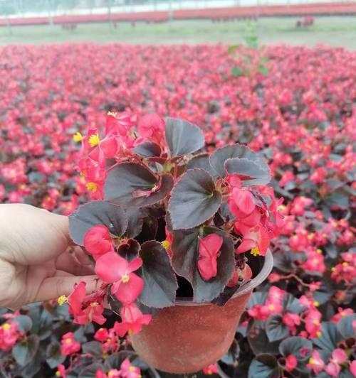 双色海棠花语的深刻寓意（探寻双色海棠花语的美丽解读）