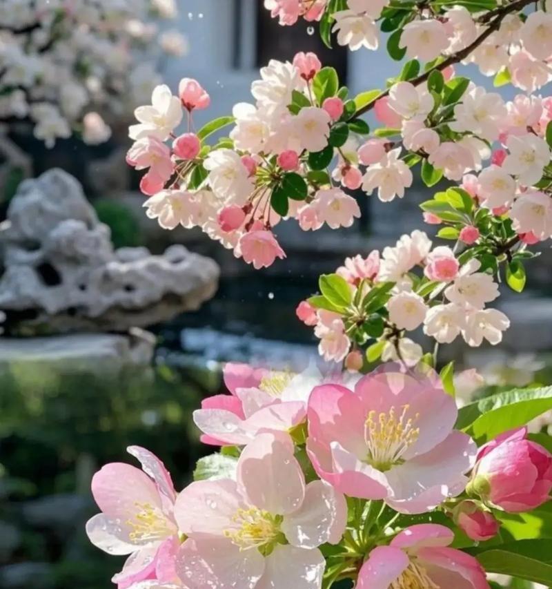 双色海棠花语的深刻寓意（探寻双色海棠花语的美丽解读）