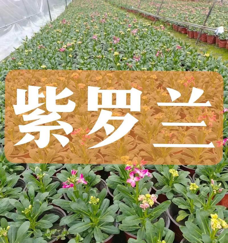 紫罗兰花的寓意与象征意义（探寻紫罗兰花的美丽内涵与心灵意义）