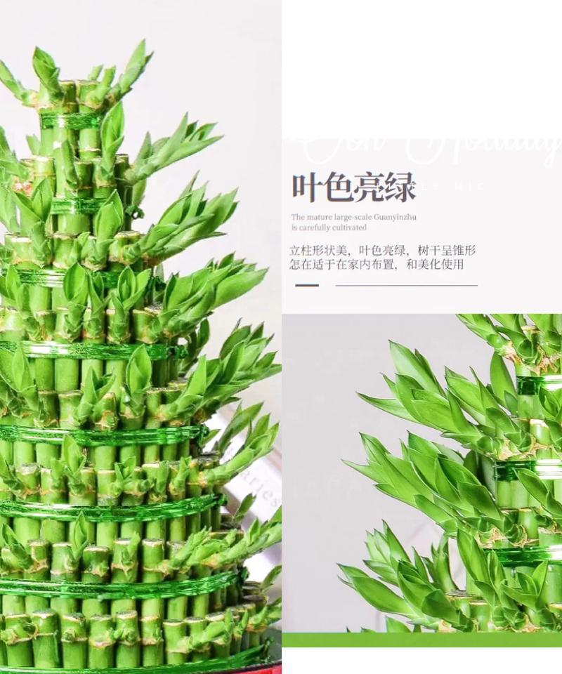 富贵竹塔的层层寓意（追求繁荣与福运，赏识富贵竹塔的深意）