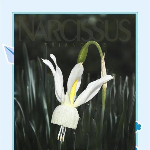香雪兰的花语之美——寓意纯洁和高尚（探寻香雪兰的花语及其文化内涵）