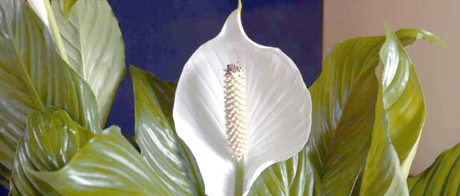 和平之花（以植物为代表的和平象征的故事和意义）