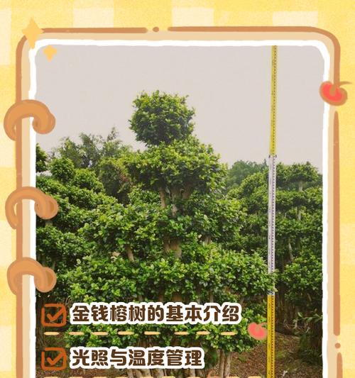 榕树的花语与文化寓意（叶茂枝繁的榕树，寄托着丰收与吉祥）