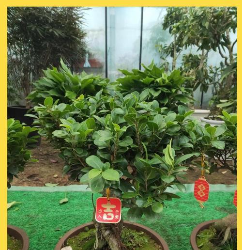 榕树的花语与文化寓意（叶茂枝繁的榕树，寄托着丰收与吉祥）