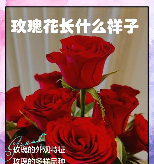 玫瑰花朵数的象征意义（探寻玫瑰花朵数背后的秘密）