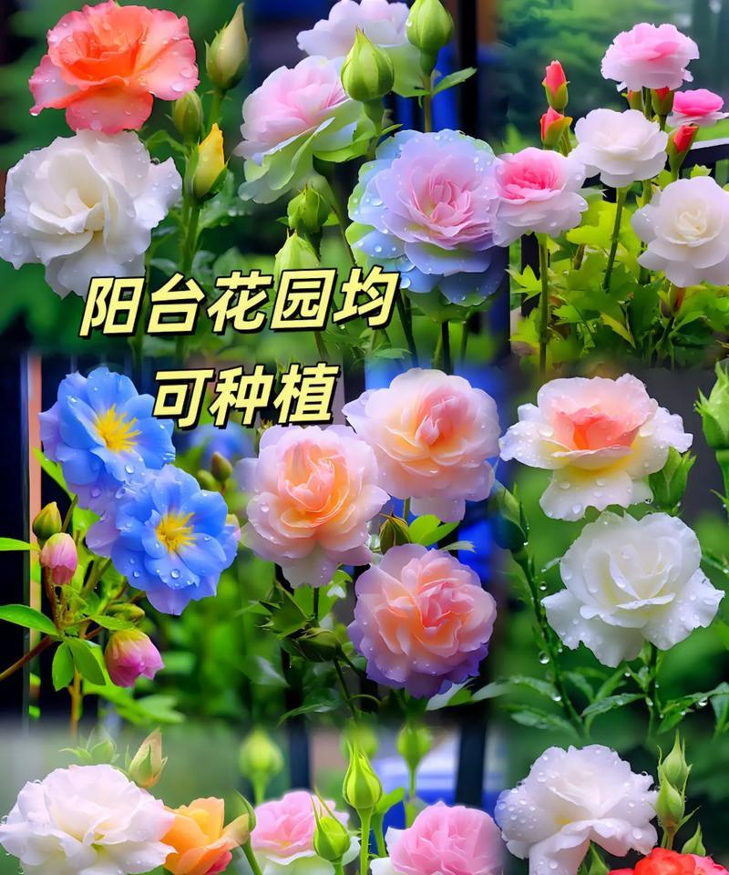 绿色洋桔梗花语之寓意与象征（探索洋桔梗的花语，品味自然之美）