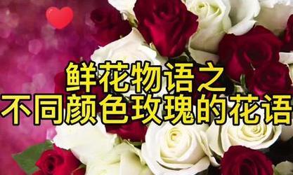35玫瑰花语的深层寓意（爱与承诺的完美呈现，35玫瑰花语全解析）