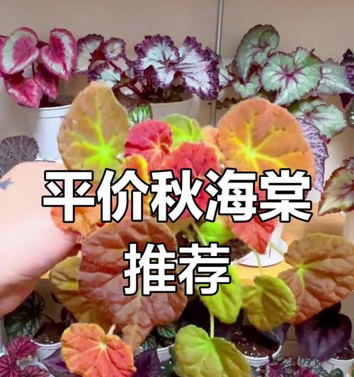 秋海棠叶的寓意与象征（秋海棠叶的美丽与深意）