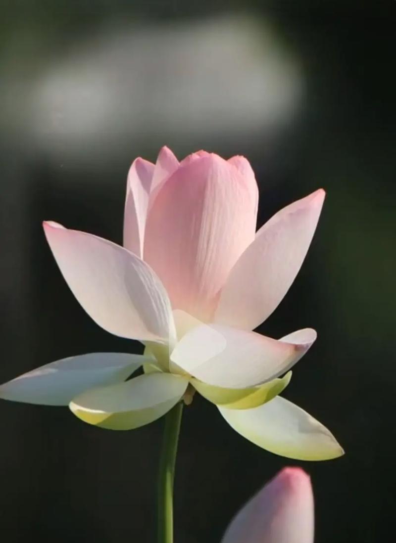 释怀花语之探寻心灵的解放之路（以柔丝花之柔软与坚韧，探索心灵的自我解放）