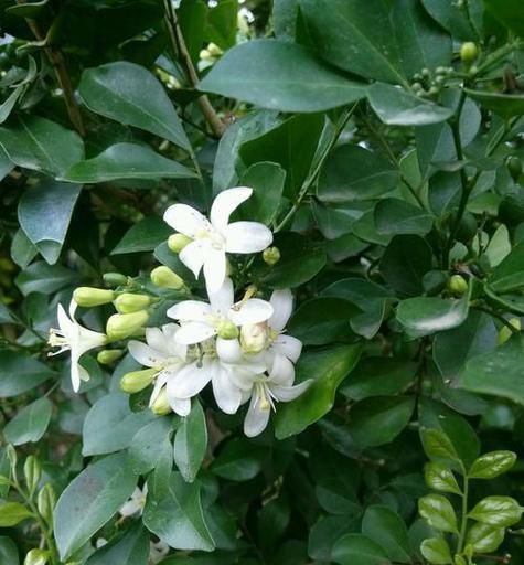 九里香花语的含义及传承（九里香花语的起源与解读）