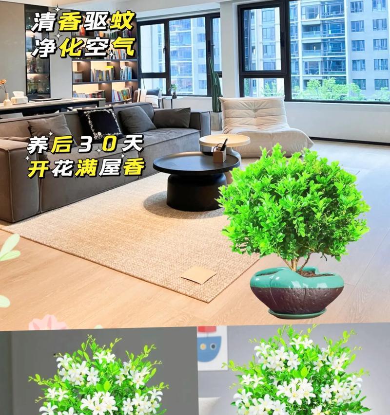 九里香花语的含义及传承（九里香花语的起源与解读）
