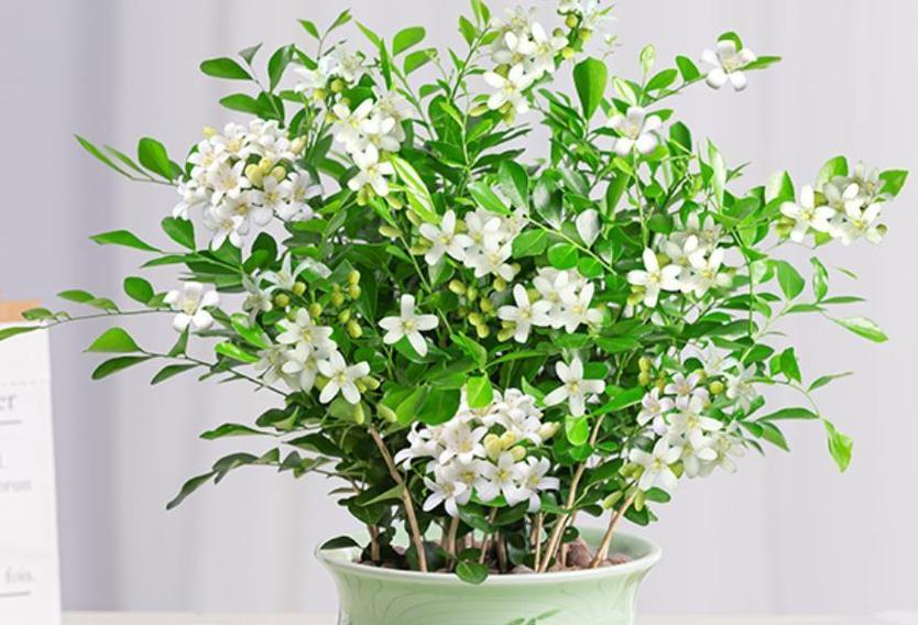 九里香花语的含义及传承（九里香花语的起源与解读）