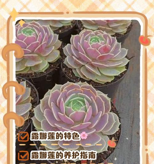 多肉花语之美（解读多肉植物所代表的不同花语及意义）