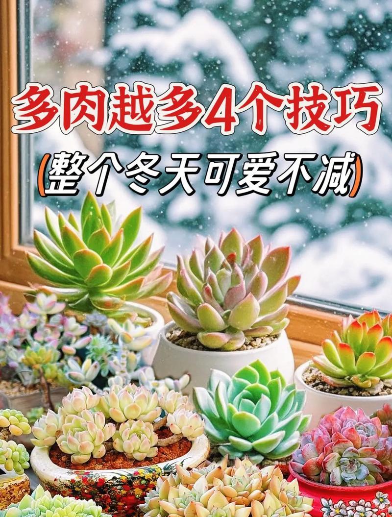 多肉花语之美（解读多肉植物所代表的不同花语及意义）