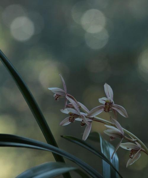 兰花草的象征意义与寓意（解读兰花草的美丽神秘与心灵启迪）