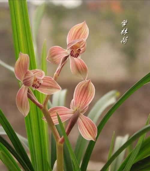 兰花草的象征意义与寓意（解读兰花草的美丽神秘与心灵启迪）