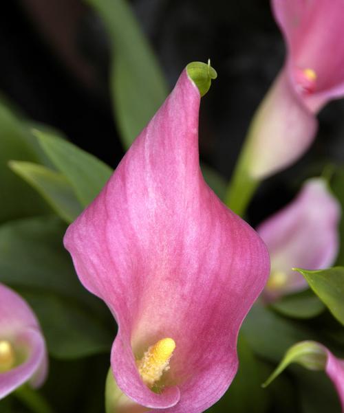 粉色马蹄莲花（以花传情，马蹄莲花的芬芳魅力）