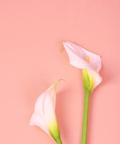 粉色马蹄莲花（以花传情，马蹄莲花的芬芳魅力）