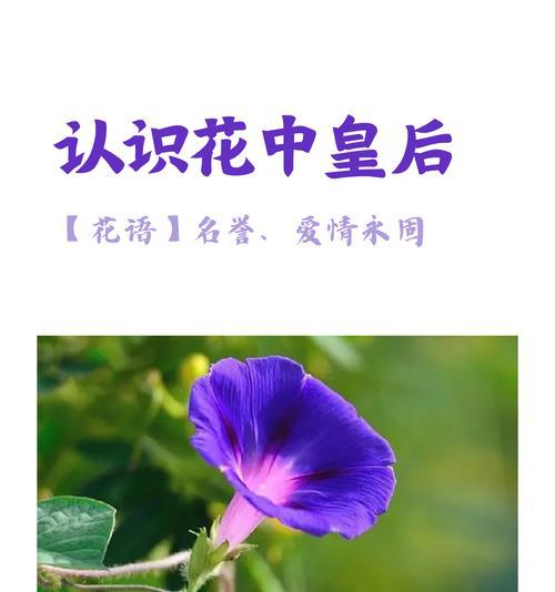 喇叭花的花语与意义（探寻喇叭花的神秘语言，传递美丽与祝福）