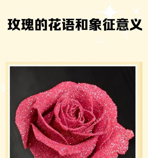 玫瑰的象征意义——魅力与爱的化身（探寻玫瑰背后的象征意义）