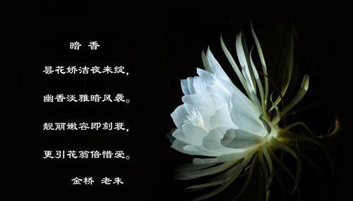 昙花（开放在瞬间，映射出生命的意义）