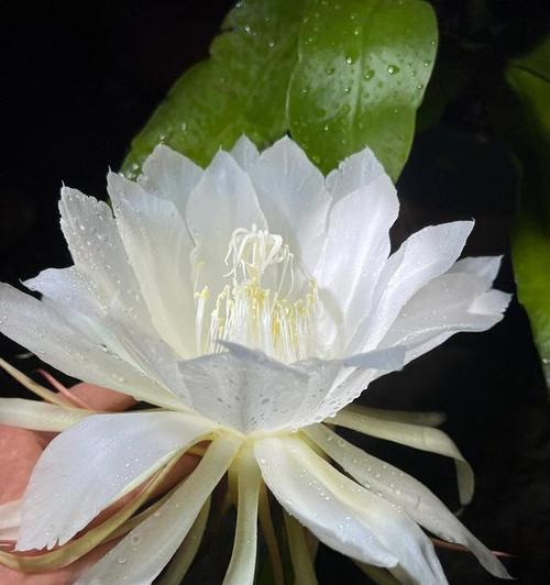 昙花（开放在瞬间，映射出生命的意义）