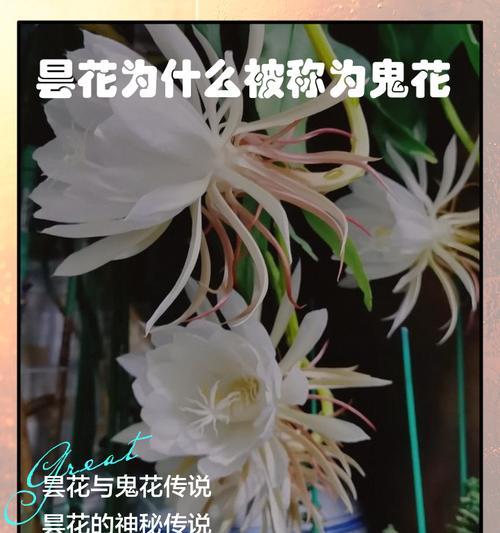 昙花（开放在瞬间，映射出生命的意义）
