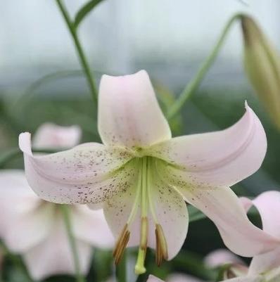 以代表友谊的花为主题的文章（探索友谊与花的美丽共鸣）