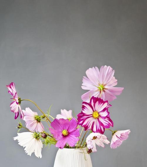 以代表友谊的花为主题的文章（探索友谊与花的美丽共鸣）
