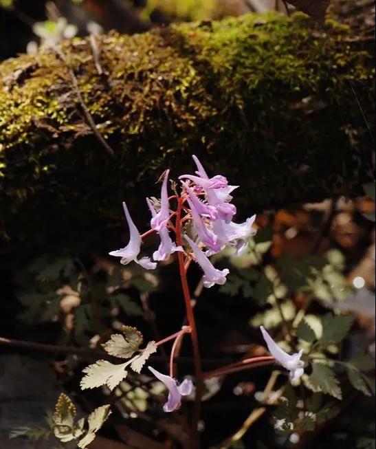 紫堇的花语与传说（探秘紫堇花的意义，了解其背后的神奇传说）