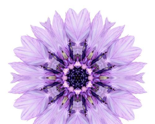 紫色矢车菊的花语——神秘与尊贵（探寻紫色矢车菊的象征意义，了解其独特魅力）