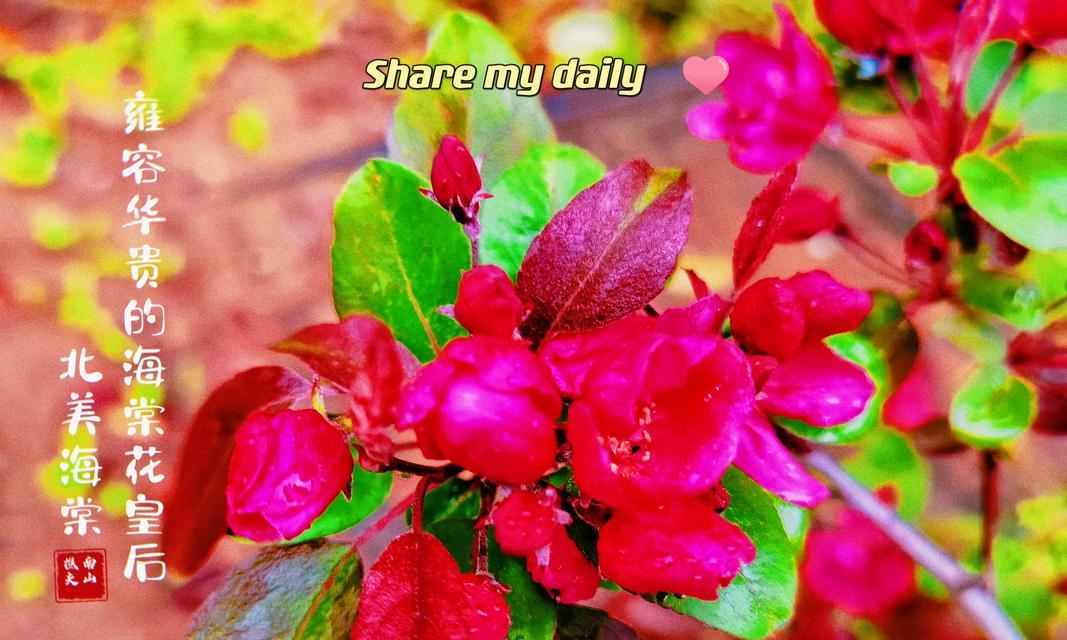 海棠花的花语及代表意义（盛世之花，深情之美）