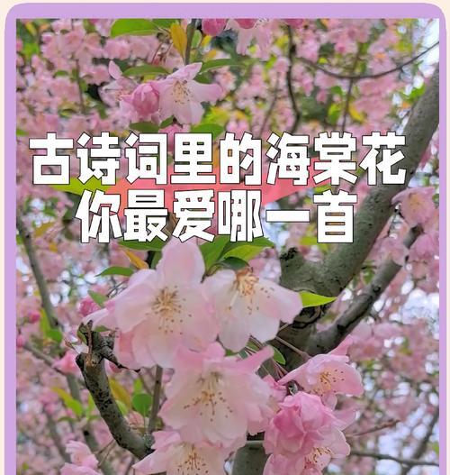 海棠花的花语及代表意义（盛世之花，深情之美）