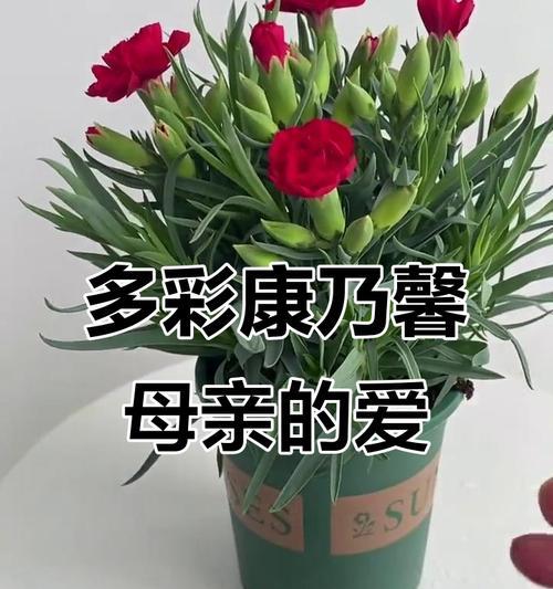 11朵康乃馨的意义与象征（探究康乃馨的花语与心情）