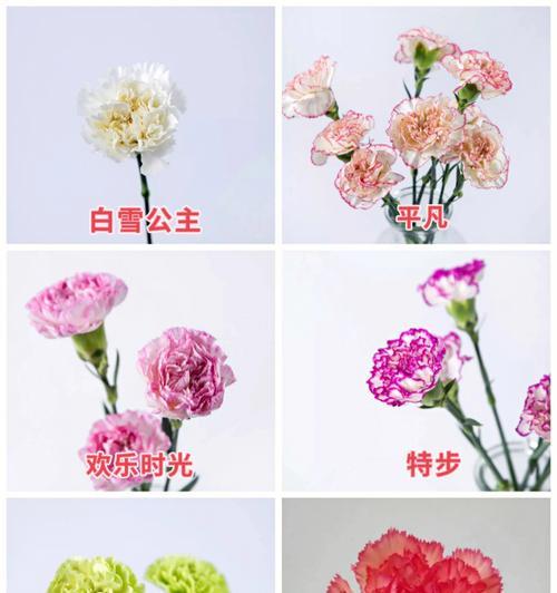 11朵康乃馨的意义与象征（探究康乃馨的花语与心情）