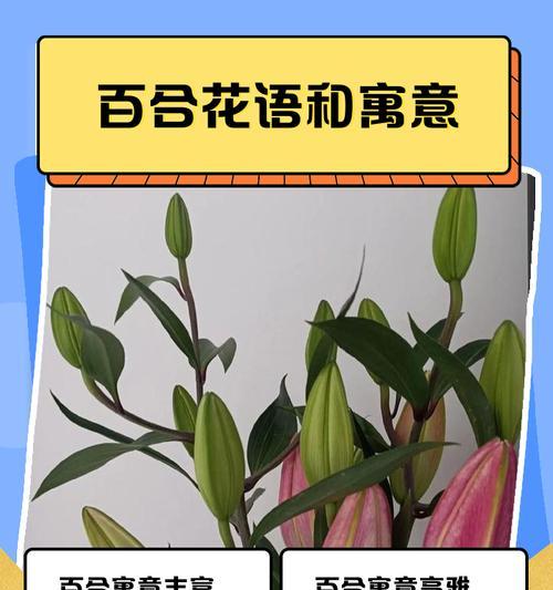 圣心百合花语的美丽诠释（探秘圣心百合花语的深刻内涵）