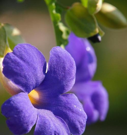 挽留的花语——百合花（用百合花传递挽留的真情）