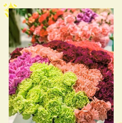 康乃馨花的象征意义（深情表达的代表）