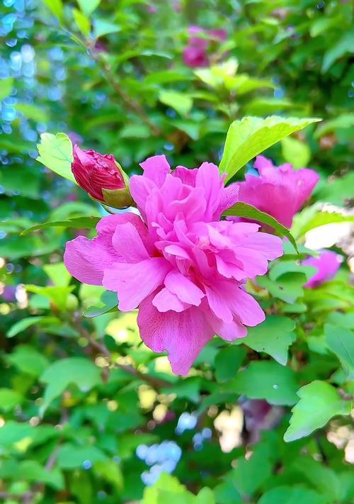 木槿花的花语与象征意义（探索木槿花的深层寓意）